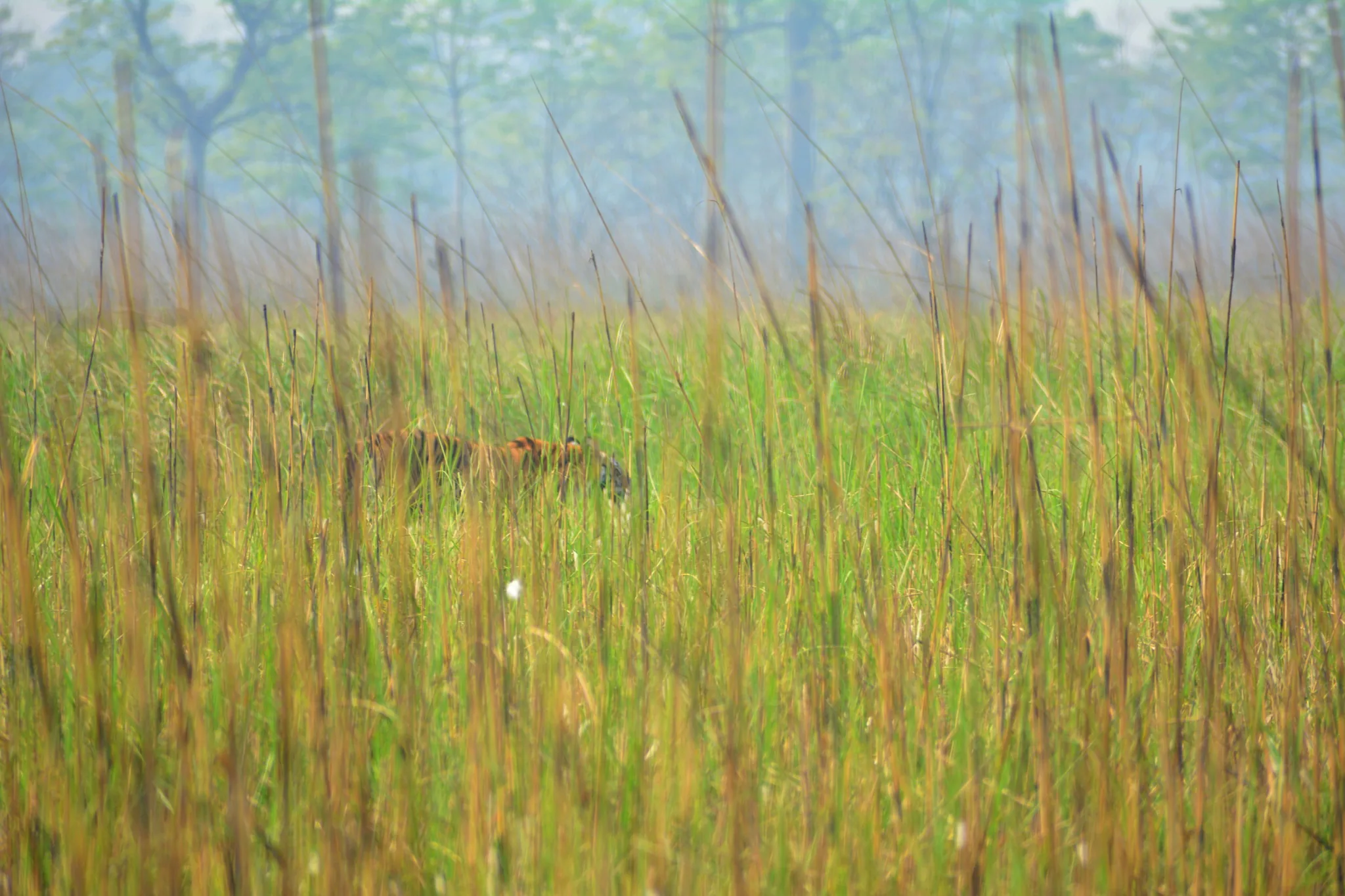 Tiger at Shuklaphanta